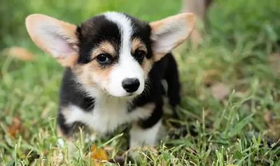 Прогулки с вельш корги. Как правильно? - welsh-corgi.by