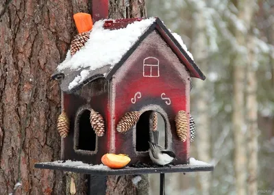 Умная кормушка для птиц. Bird Buddy купить в Москве по приятной цене