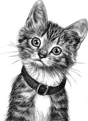 Рисунок кошки карандашом. Простые нарисованные картинки кошек. Более 30  рисунков кошек и котов, выполненных пр… | Рисунки животных, Рисунки, Дизайн  картин на холсте