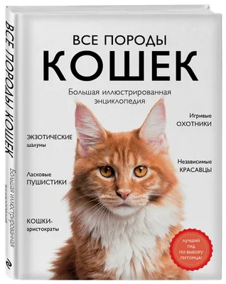 5 пород кошек, которые почти не линяют. Это не только сфинкс | РБК Life