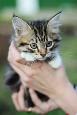 Малый Striped котенок около телефона Сообщение используя Mobil Стоковое  Изображение - изображение насчитывающей мило, анимизма: 121461021