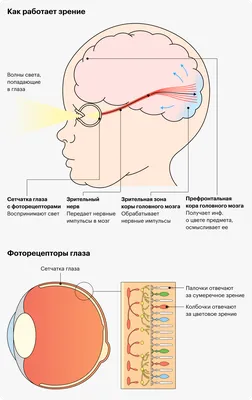 Дальтонизм: почему люди видят цвета по-разному