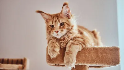 Кун-фу коты, 6 котов, разной …» — создано в Шедевруме