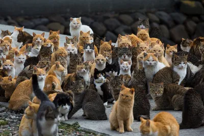 Наглая и самая любимая»: 10 кошек и котов, которых теперь не узнать