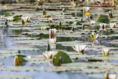 Кувшинки, водяные лилии и кубышки. Запоминаем главные отличия