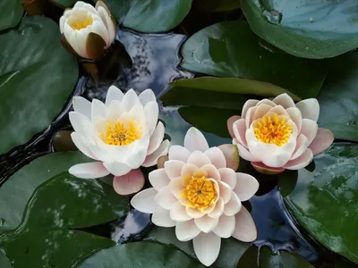 Water lilies in Russia. Нимфеи, кувшинки, водяные лилии. | Facebook