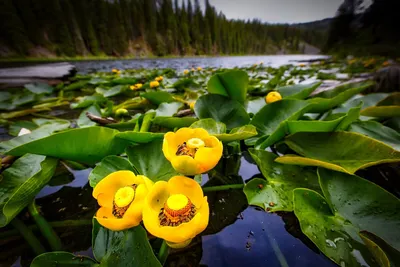 В самом знаменитом водоёме Никитского сада одновременно расцвели 27 сортов  кувшинок