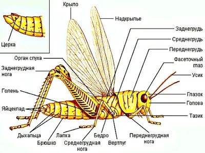 Как нарисовать КУЗНЕЧИКА, Урок рисования для детей от 3 лет | Раскраска для  детей - YouTube