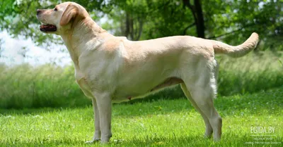 Лабрадор-ретривер: характер, внешность, 🐕 вес, уход, содержание, фото