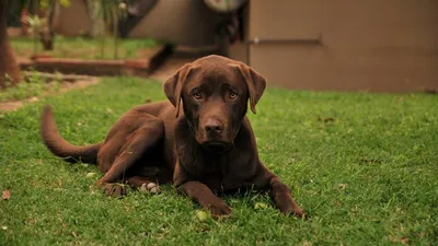 Красивый щенок Retriever Лабрадора на белой предпосылке Стоковое  Изображение - изображение насчитывающей лаборатория, собака: 103607353