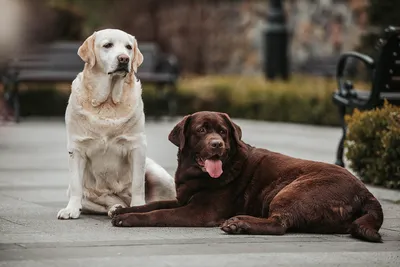 Корм для взрослых собак породы лабрадор-ретривер, Royal Canin Labrador  Retriever Adult купить с доставкой в интернет-магазине зоогастроном.ру