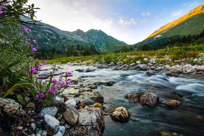 Альпийские луга плато Лагонаки. Фотограф Мариночка