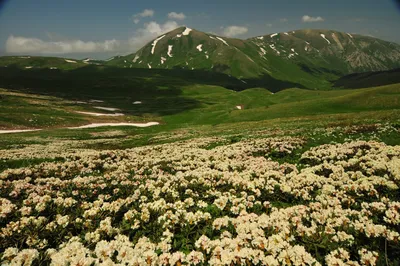 Плато Лагонаки Лагонакское нагорье, гостиницы - Лагонаки.ру