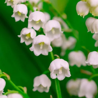 CandleScience в Казахстане, Ландыш (Lily of the Valley) | Купить в Астане и  Алматы