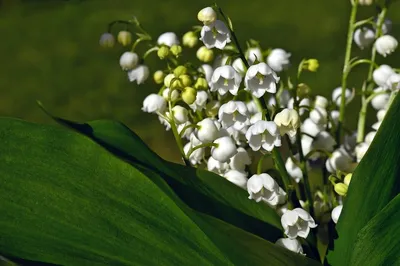 Ландыши в корзине - купить в Москве | Flowerna