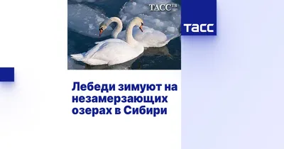 Названы районы Татарстана, в которые вернулись лебеди-шипуны