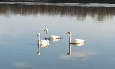 Белый лебедь плавает на поверхности воды. белые лебеди (цвет лебедя)  плавают в голубой воде. | Премиум Фото