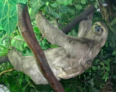 Двупалый ленивец im Zoo Rostock erleben