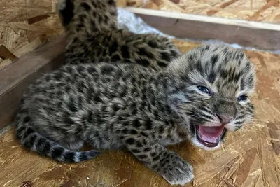 Новых котят леопарда сфотографировали в Приморье - Новости РГО