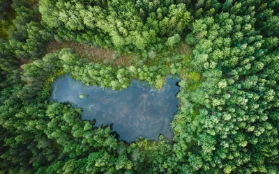 Заповедные леса на фотографиях Нила Бернелла