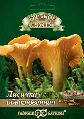 Как и где в Подмосковье искать и собирать лисички