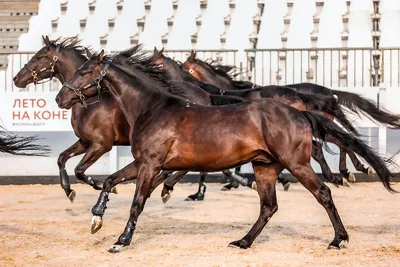 Лошади КСК Левадия, horse | Лошади, гнедая лошадь, фотографи… | Flickr