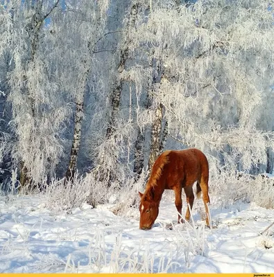 Новосибирская область, 04.12.20г. / живность :: зима :: лошадь :: Природа  (красивые фото природы: моря, озера, леса) / смешные картинки и другие  приколы: комиксы, гиф анимация, видео, лучший интеллектуальный юмор.