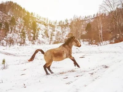 Готовимся к зиме. Полезные советы для коневладельцев