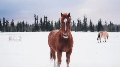 Лошадь в горах зимой | Премиум Фото