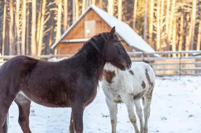 При какой температуре лошади мерзнут? - Equilogy