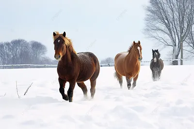 Зимние конные прогулки | Конный клуб Western Horse