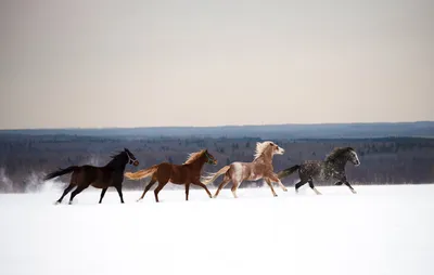 Фото с тегом «лошади зимой» — Russian Traveler