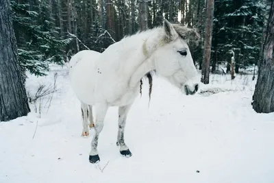 Белая лошадь. Зима. Лошадь бежит по…» — создано в Шедевруме