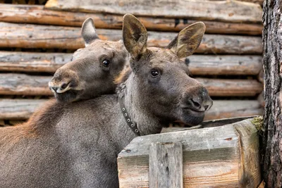 2024 – год Лося🦌 Да-да, мы ничего не перепутали! Согласно славянскому  календарю, именно Тёмный Лось (Сох) станет тотемным животным 2024… |  Instagram