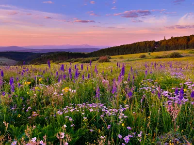 Альпийские луга Абхазии, Гагра: лучшие советы перед посещением - Tripadvisor