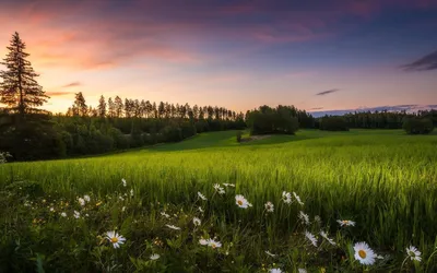 Артемовские луга - кусочек дикой природы рядом с мегаполисом - Блог о  лучших местах Нижнего Новгорода и Нижегородской области