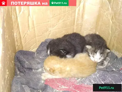 Два Маленьких Котят, Изолированных На Белом Фоне. Фотография, картинки,  изображения и сток-фотография без роялти. Image 72998730