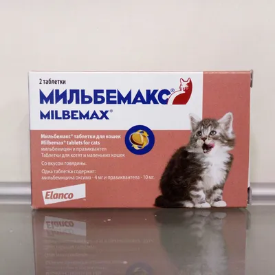 Котенок в доме или воспитание маленького друга!