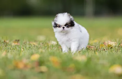 Милые маленькие щенки 🐶» — создано в Шедевруме