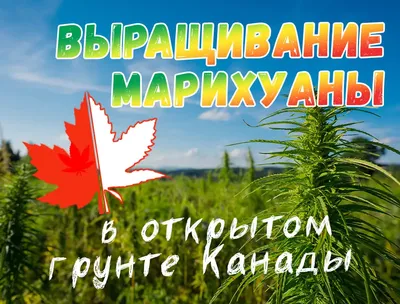 Кто и почему хочет легализации марихуаны в Украине | Українська правда  _Життя