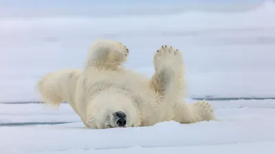 Кавказский бурый медведь — Животные Краснодарского края