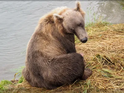 Гималайский медведь (Ursus thibetanus) — Зоопарк «Лимпопо» г. Нижний  Новгород – Нижегородский зоопарк