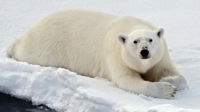 Сибирский бурый медведь (Ursus arctos). Подробное описание экспоната,  аудиогид, интересные факты. Официальный сайт Artefact