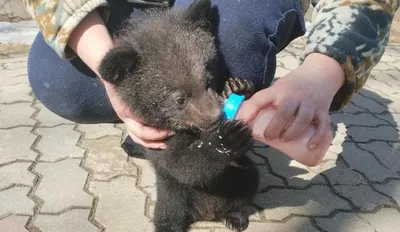 Осиротевший медвежонок спасен!