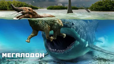 Мегалодон | Otodus Megalodon | ВКонтакте