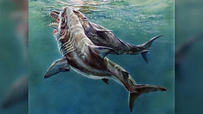 Фигурка Мегалодона Megalodon Shark (ID#1173064607), цена: 880 ₴, купить на  Prom.ua