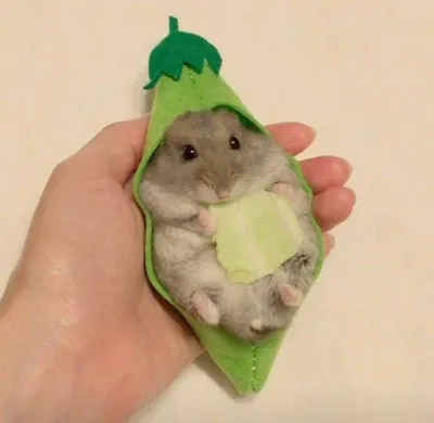 ᴘɪɴᴛᴇʀᴇsᴛ ❂ ᴄʜᴀʀᴍsᴘᴇᴀᴋғʀᴇᴀᴋ | Funny hamsters, Cute hamsters, Baby hamster