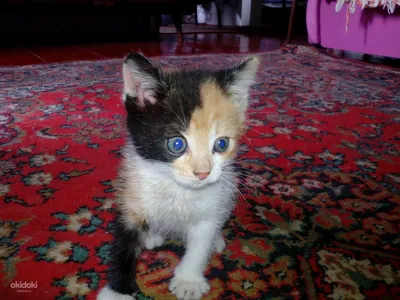 Самые милые котята (50 Фото) | WONDER DAY — Раскраски для детей и взрослых