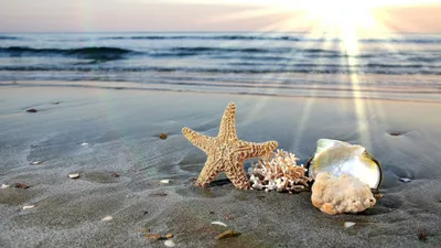 Купить фотообои Солнце море и пальмы арт. 104033 на стену: цены, фото,  каталог - интернет-магазин «LIKE»