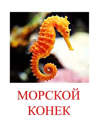 Морские животные картинки для детей | Морской конёк, Для детей, Картинки